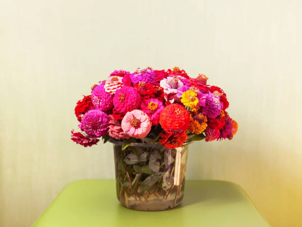 istock Beautiful colorful zinnia flowers. 1289957791