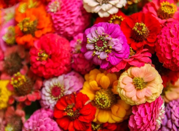 istock Beautiful colorful zinnia flowers. 1289957809