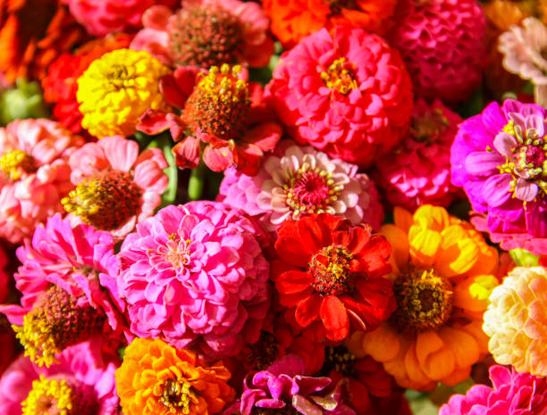 istock Beautiful colorful zinnia flowers. 1289957813