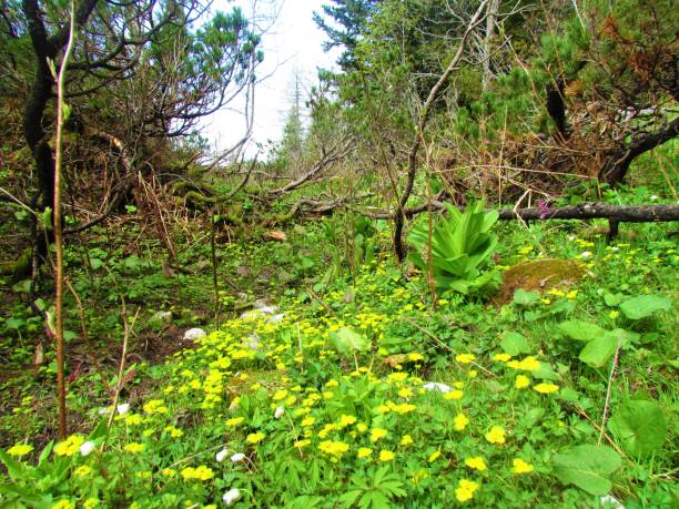 Lush alpine wild garden with yellow flowers Lush alpine wild garden with yellow flowers and false helleborine, white hellebore (Veratrum album) and surrounded by creeping pine or mugo pine european white hellebore stock pictures, royalty-free photos & images