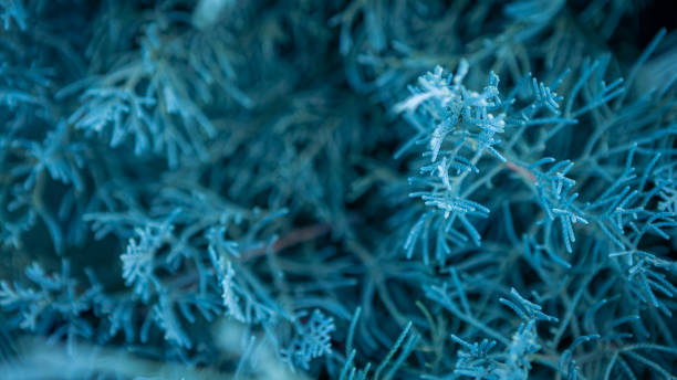 istock Blue juniper creeping shrub background. Branch close up of horizontalis bush. 1289958511