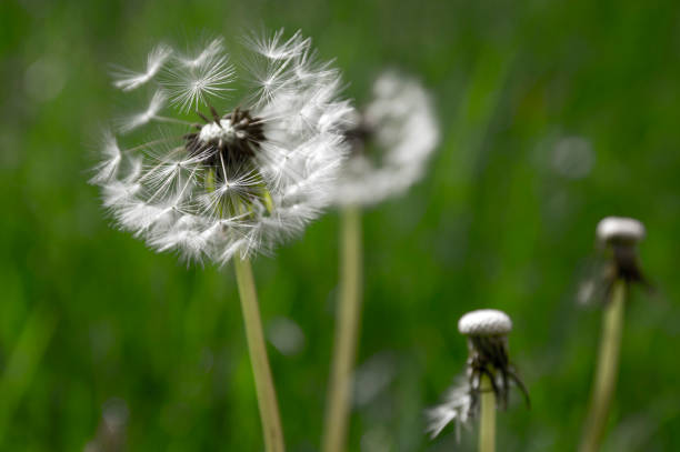 diente de león común taraxacum officinale flores descoloridas se parece a bola de nieve, frutas cypselae maduras - leontodon fotografías e imágenes de stock