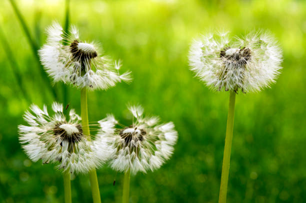 diente de león común taraxacum officinale flores descoloridas se parece a bola de nieve, frutas cypselae maduras - leontodon fotografías e imágenes de stock