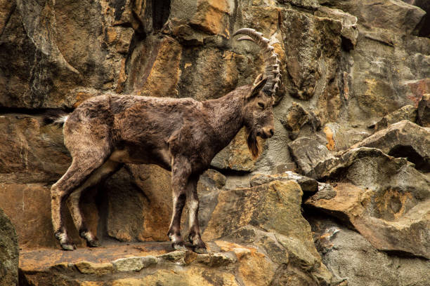 Wild Goat, , Islay, Inner Hebrides, berliner zoo