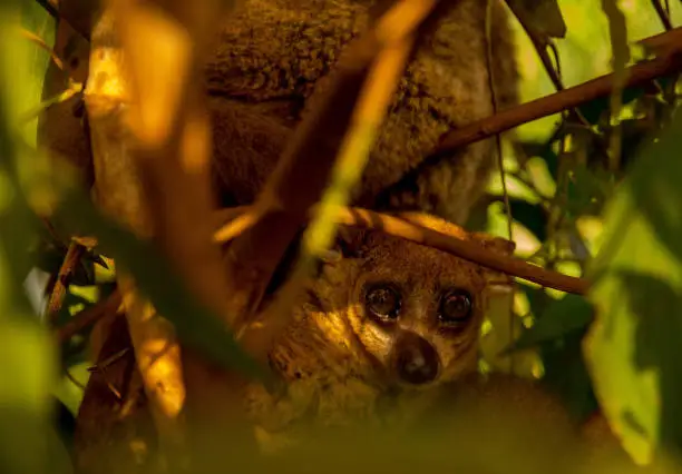 Photo of Close up of Woolly Lemur clinging to tree in his natural habitat in Madagascar