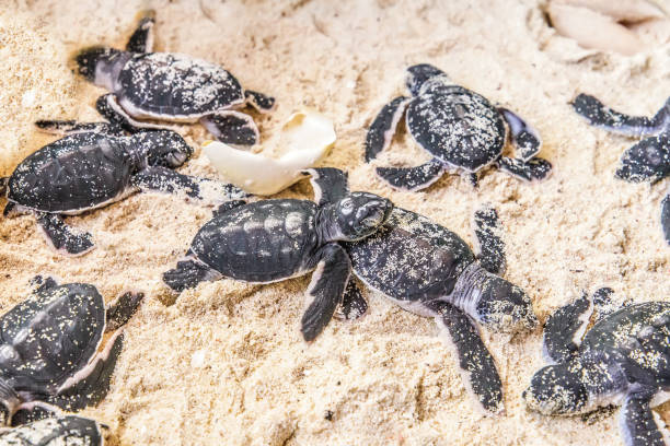 newborn cubs of sea turtle on a white sand with shell from totoise eggs newborn cubs of sea turtle on a white sand with shell from totoise eggs sea turtle egg stock pictures, royalty-free photos & images