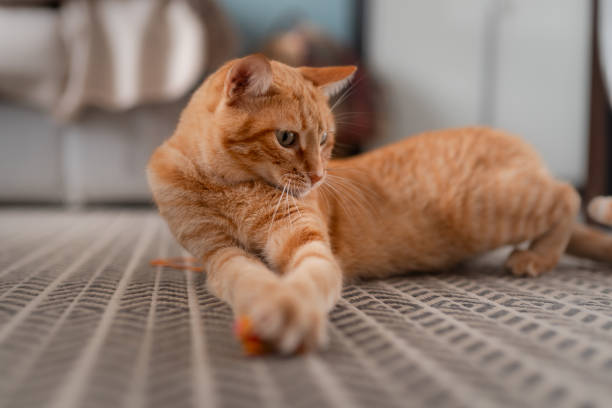 istock brown tabby cat lying on the carpet, plays with a cat toy 1289959254