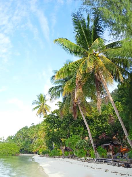 istock Coconut leaves in blue sky and few clouds 1289960981