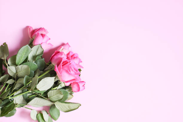 istock Beautiful pink roses on a soft background. 1289961010