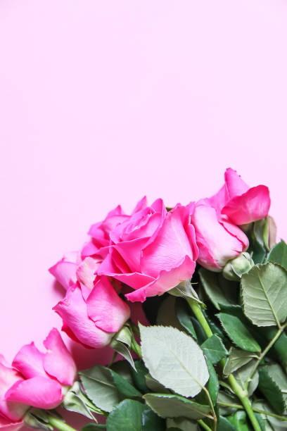istock Beautiful pink roses on a soft background. 1289961020