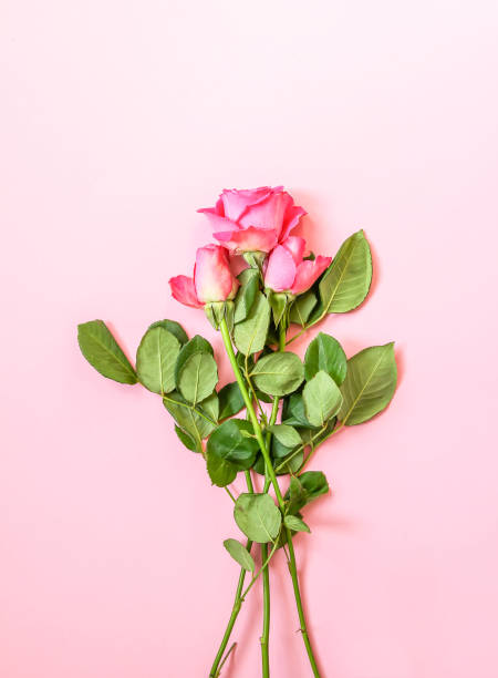 istock Beautiful pink roses bouquet on soft background 1289961038