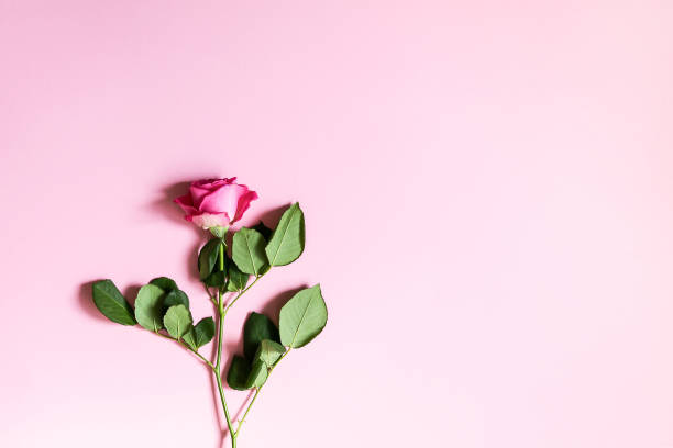 istock Beautiful pink rose on soft background 1289961070
