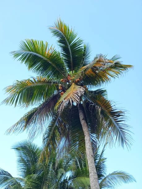 istock Coconut leaves in blue sky and few clouds 1289961296