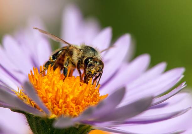 istock bee or honeybee in Latin Apis Mellifera on flower 1289962338