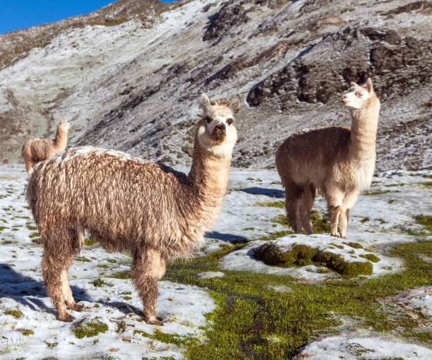 istock llama or lama, group of lamas on pastureland 1289962688
