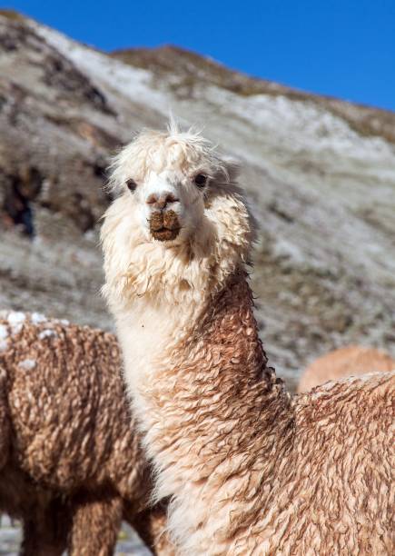 istock llama or lama, one animal head portrait 1289963361