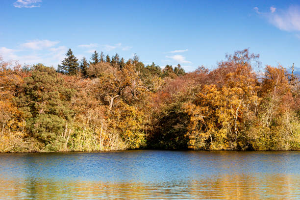 istock View of an autumnal lakeside forest. 1289964450
