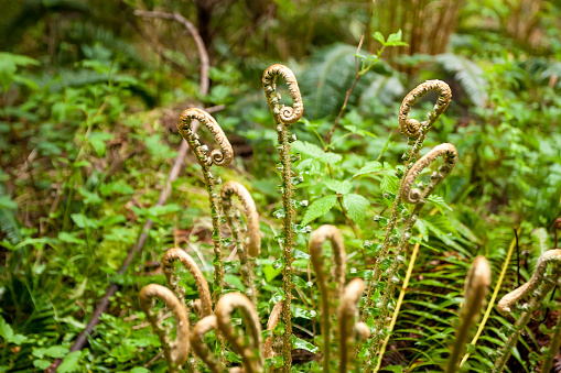 Western Sword Fern fiddleheads (Polystichum munitum) growing in North Vancouver, British Columbia, Canada