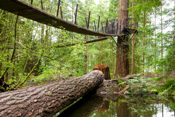 istock Platform and suspension bridges in an old-growth forest, Vancouver 1289964723