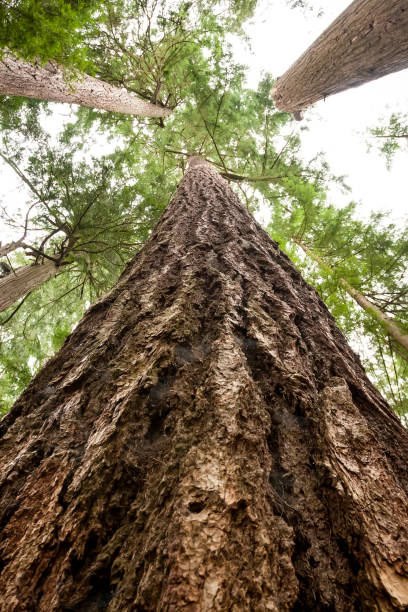 istock Douglas fir tree in an old-growth forest in North Vancouver 1289964737