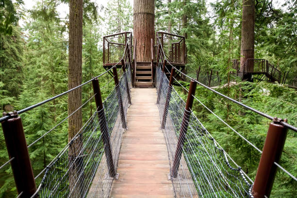 istock Platform and suspension bridges in an old-growth forest, Vancouver 1289965242