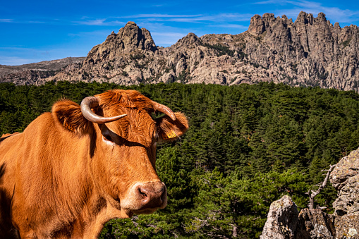 Cow standing in front of Col de Bavella, Bavella Massif, needles of Bavella (Aiguilles de Bavella), Corsica, France