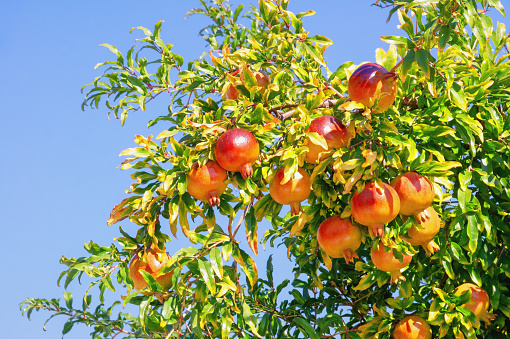 Branches of pomegranate tree  with leaves and ripe fruits against blue sky on sunny autumn day