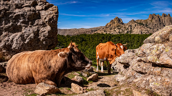 Cows in front of Col de Bavella, Bavella Massif, needles of Bavella (Aiguilles de Bavella), Corsica, France