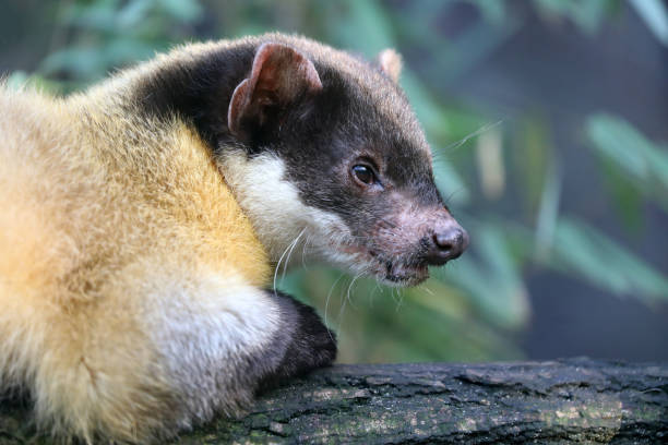 istock Yellow throated marten (Martes flavigula) close up 1289971285
