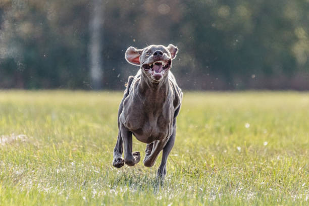 istock Dog running in the field on lure coursing competition 1289972015