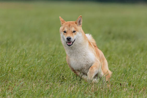 istock Dog running in the field on lure coursing competition 1289972034