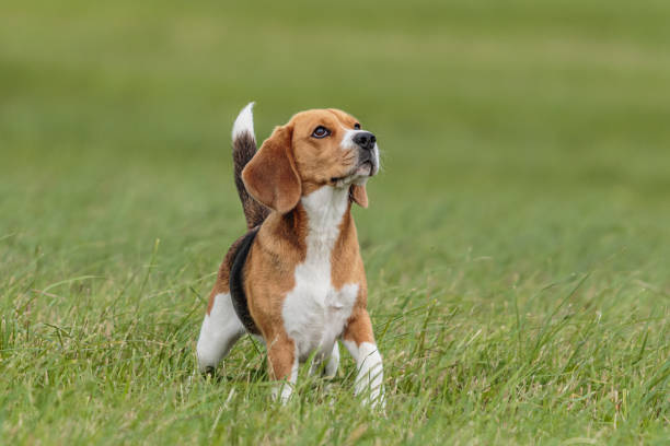 istock Dog watching at sky staying on green field 1289972040
