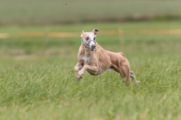 istock Whippet running in the field on lure coursing competition 1289972051