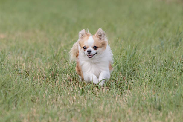 istock Dog running in the field on lure coursing competition 1289972062