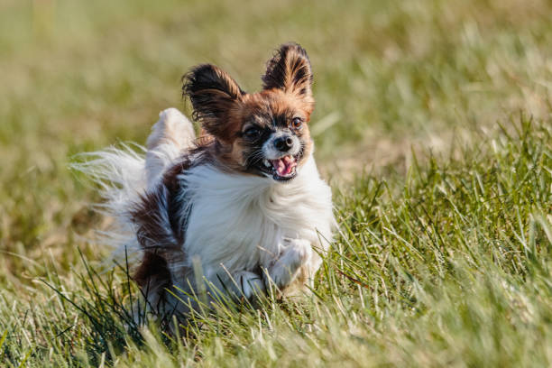 istock Dog running in the field on lure coursing competition 1289972162