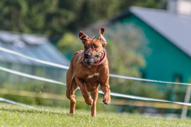 istock Dog running in the field on lure coursing competition 1289975270