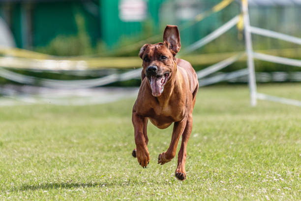 istock Dog running in the field on lure coursing competition 1289975273