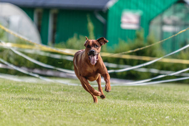 istock Dog running in the field on lure coursing competition 1289975307