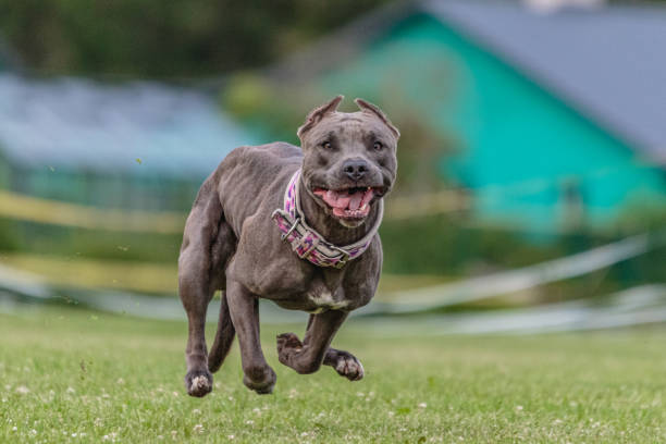 istock American Pit Bull running in the field on lure coursing competition 1289975312