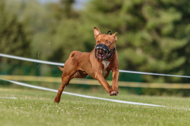 istock American Pit Bull running in the field on lure coursing competition 1289975374