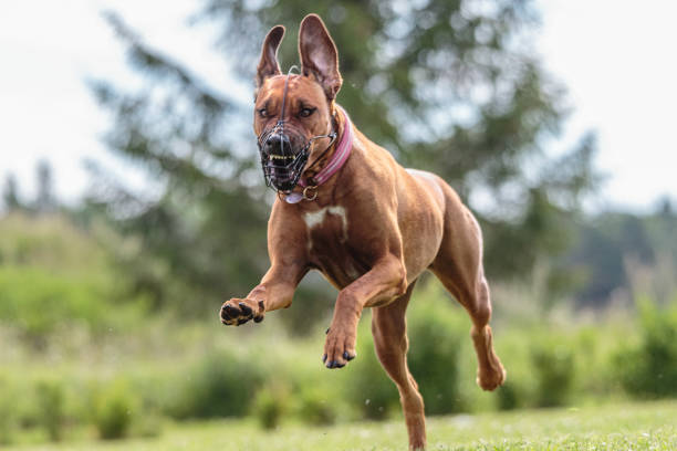 istock Dog running in the field on lure coursing competition 1289975411