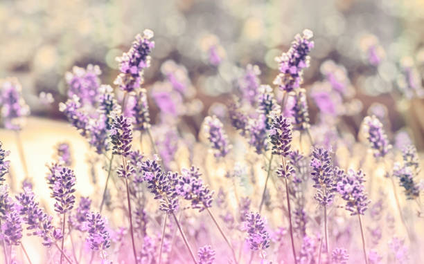 istock Flowering lavender flowers, selective and soft focus lavender 1289976373