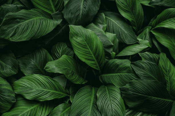 istock abstract green leaf texture, nature background, tropical leaf 1289979027