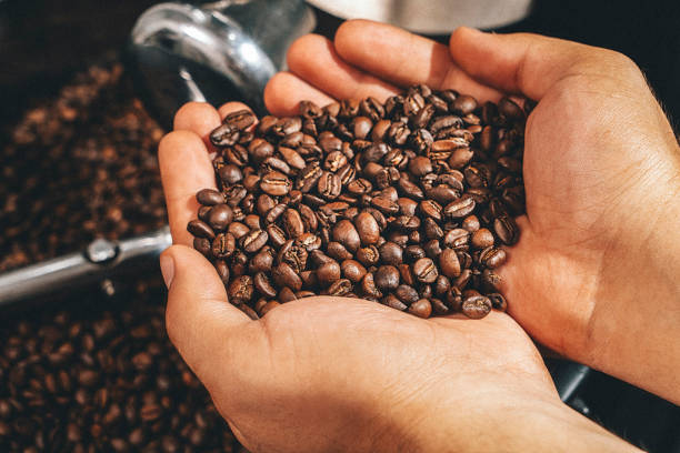 Hand holding roasted coffee beans stock photo