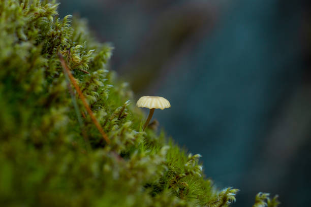Photo of Tiny mushroom growing in moss