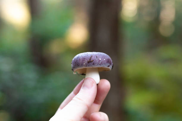 istock Hand holding a small purple Russula mushroom 1289981331