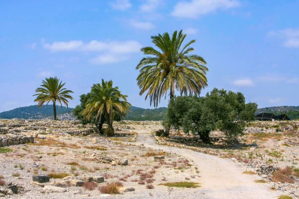 istock Date palm trees on a trail in the Megiddo National Park 1289982032