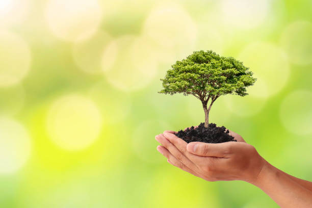 istock Hand holding a tree on blurred green nature background, Planting ideas and Earth Day. 1289982962