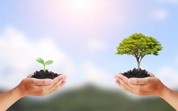 istock Tree exchange in human hands, concept of earth day and environmental conservation. 1289982967
