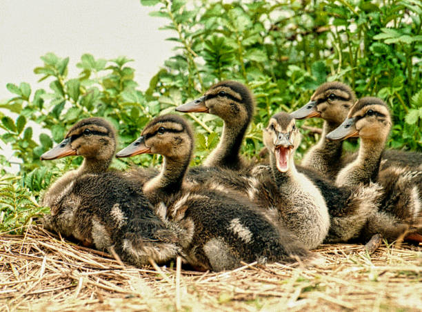 canards de chéri - burney photos et images de collection